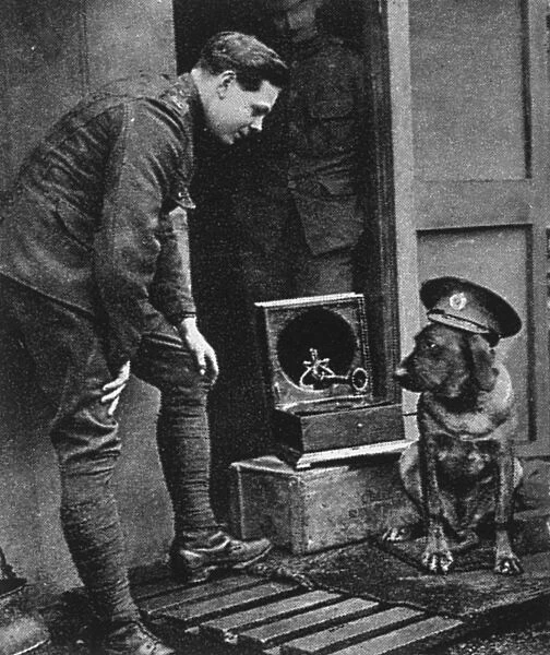 WW1 mascots: a war dog, wearing a cap