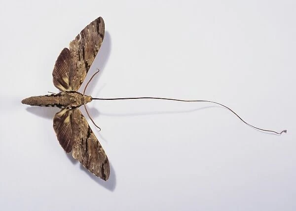 Xanthopan morganii praedicta, Madagascan sphinx moth