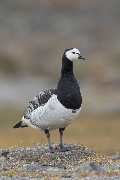 13132640. Barnacle Goose - adult goose - Norway Date