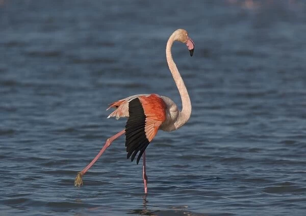 Adult greater flamingo, in a Camargue lagoon