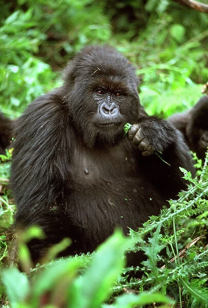 Ape: Mountain Gorilla - female Poppy, Virunga Volcanoes, Rwanda, Africa