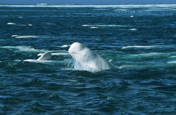 Beluga Whale DOC 155 Canadian arctic Delphinapterus leucas © Doc White  /  ARDEA LONDON