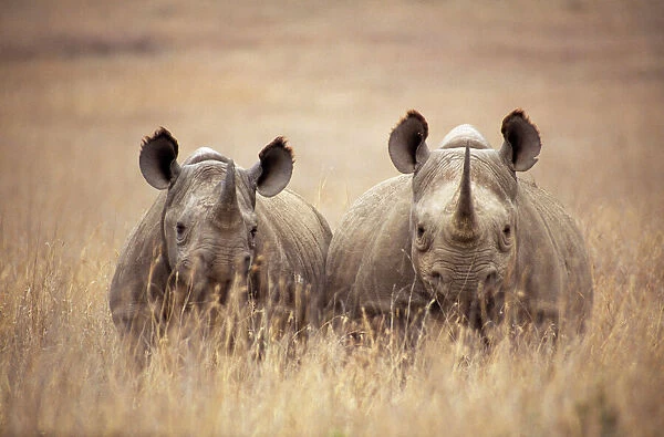 Black  /  Hooked-lipped Rhinoceros - two in long grass Kenya, Africa