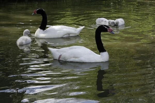 Black-necked Swan- parents with cygnets on lake, Washington WWT, Tyne and Wear UK
