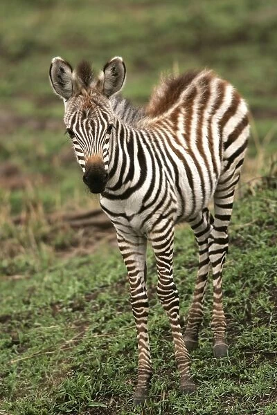 Burchell's  /  Common  /  Plain Zebra - foal. Kenya - Africa