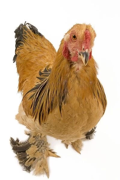 Chicken - Buff Brahama