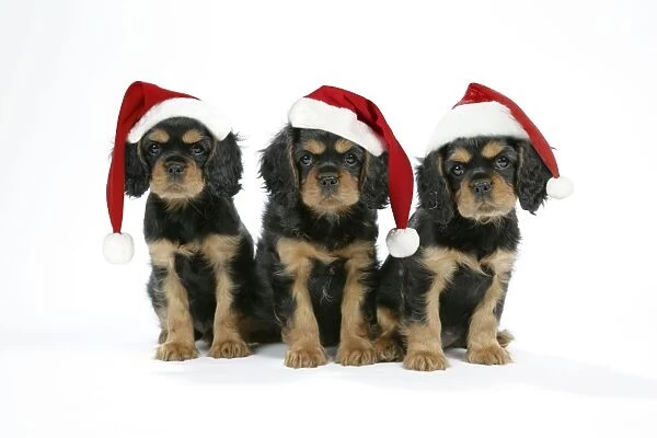 Dog - Cavalier King Charles Spaniel puppies 6 / 7 weeks old. Wearing Christmas hats