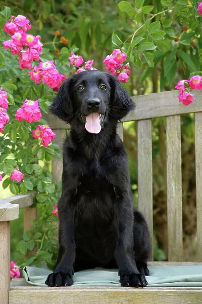 Dog - Flat-coated Retriever puppy sitting on garden bench - 6 months