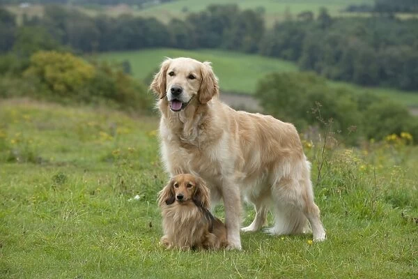 DOG - Golden retriever standing with miniature long haired dachshund between its front legs