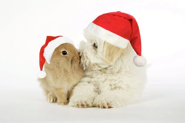 DOG & RABBIT. Coton de Tulear puppy ( 8 wks old ) kissing a lion head rabbit ( 6 wks old ) with Christmas hats. Digital Manipulation: added Christmas hats (JD)