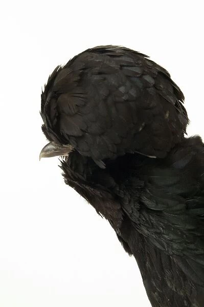 Domestic Chicken Hen “Smooth black Padoue” race