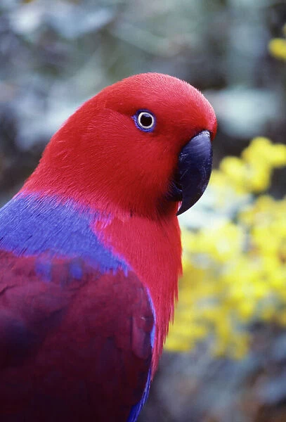 Eclectus Parrot - Female. Australia