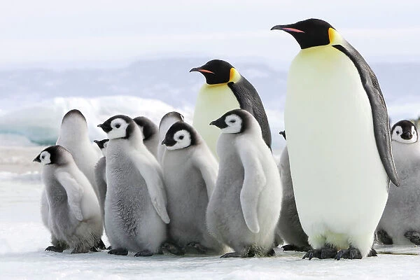 Emperor Penguin - adults with chicks. Snow hill island - Antarctica