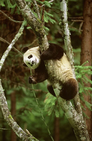 Giant Panda - Hanging upside in tree - Wolong Reserve - Sichuan - China JPF36911