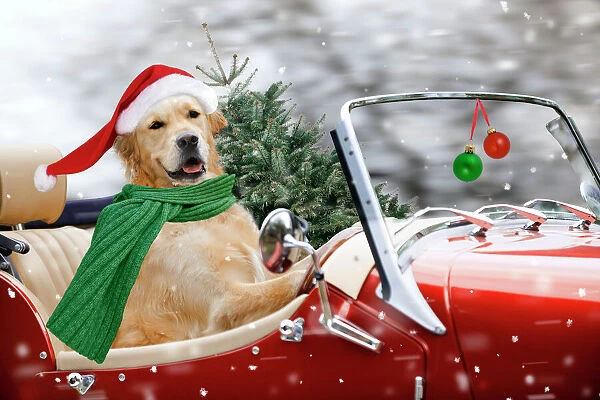 Golden Retriever Dog - driving car collecting Christmas tree Digital Manipulation: background (JD) Tree (JD) Hat (JD) scarf (Su) baubles (Su)