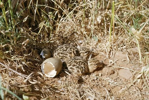 Great Bustard Newly hatched chicks