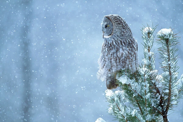 Great Gray Owl - in snow