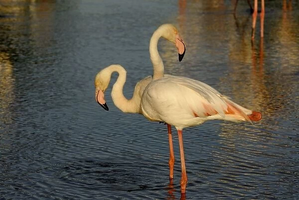 Greater Flamingo - pair - Camargue - France
