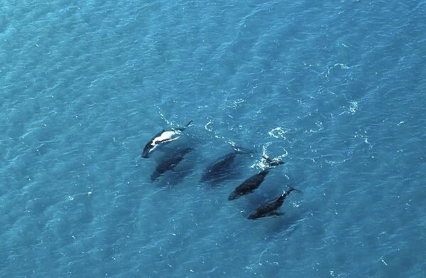 Humpback Whales - Aerial view of migrating pod, Platypus Bay, Fraser Island, Queensland, Australia JPF25503