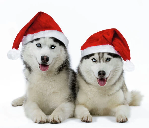 Husky Dogs - wearing Christmas hats
