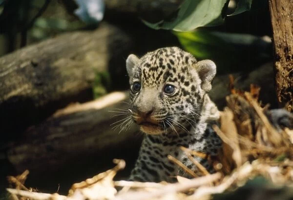 Jaguar - 4 week old cub on forest floor. Amazonas, Brazil