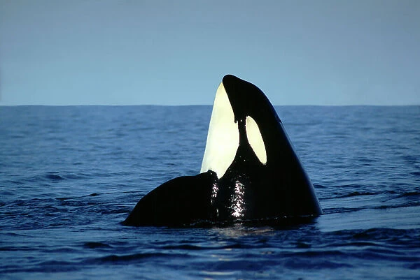 Killer  /  Orca Whale - spy hopping ML967P