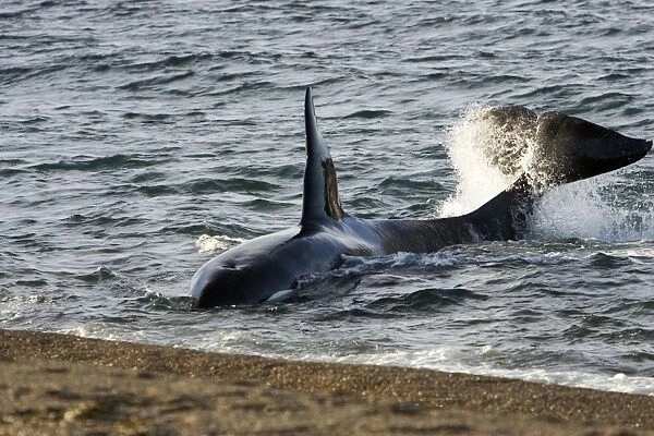 Killer whale, Orca - The adult male known as 'MEL', 45 to 50 years old when these images were taken (March 2006), hunting South American Sealion pups on a beach at Punta Norte, Valdes Peninsula, Province Chubut, Patagonia, Argentina
