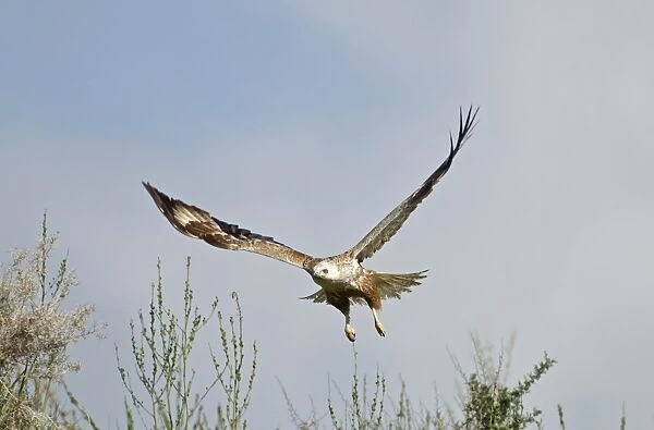 Long-legged Buzzard - in flight - Southern Cyprus - April