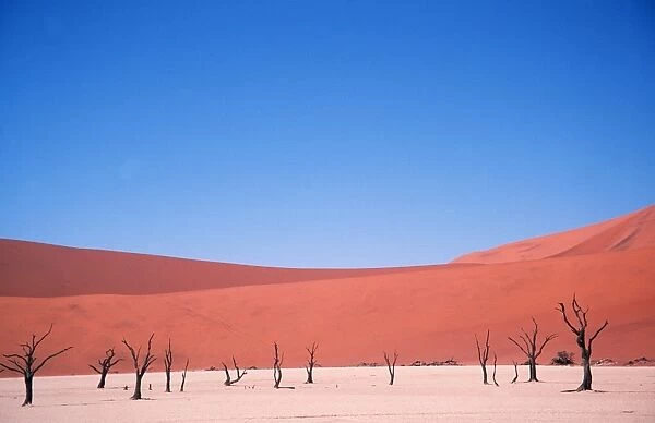 NAMIB DESERT - Dead Trees and Sand Dunes