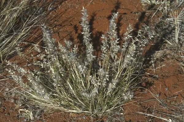 Native Oat-grass Native Australian grass. Northern South Australia, Australia