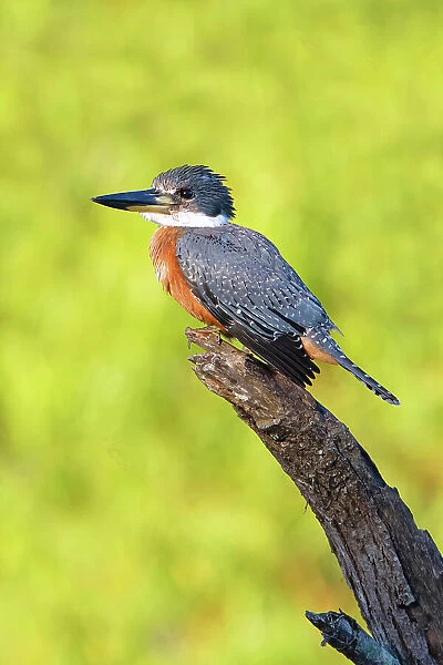 Ringed Kingfisher (Megaceryle torquata) perched Date: 01-10-2020