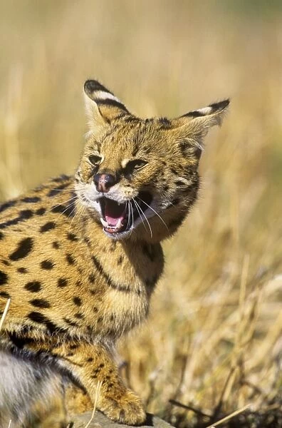 Serval - showing aggression  Africa
