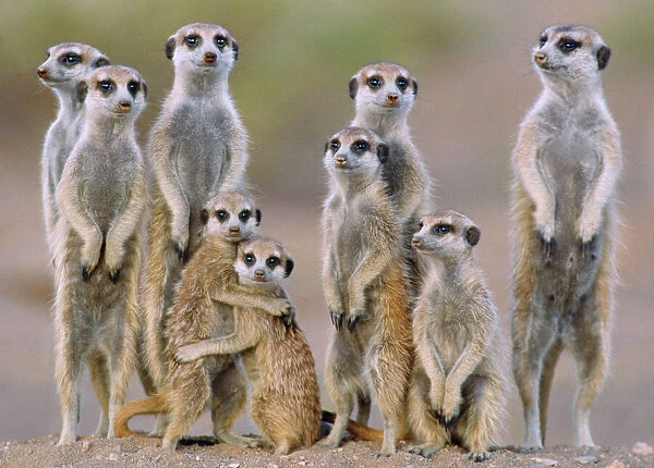 Suricate  /  Meerkat - family with young on the lookout at the edge of its burrow. Kalahari Desert, Namibia, Africa