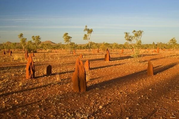 Termite mounds - sandy field with numerous Cathedral Termite mounds in last evening light - near Mt. Isa, Outback Queensland, Australia