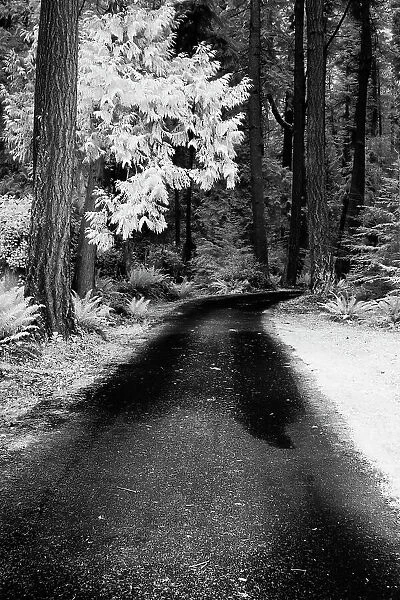 USA, Washington State, Skagit Valley, Country backroad through forest Date: 31-03-2006
