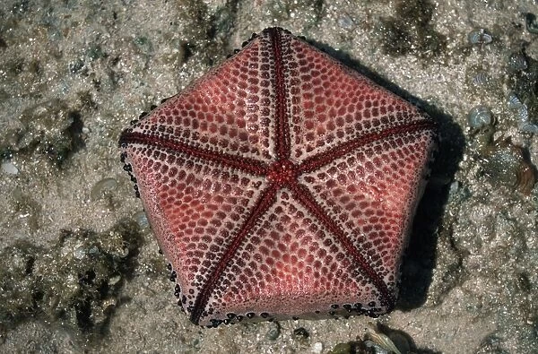 Ventral view of Cushion Star showing pentameric pattern Tanzania