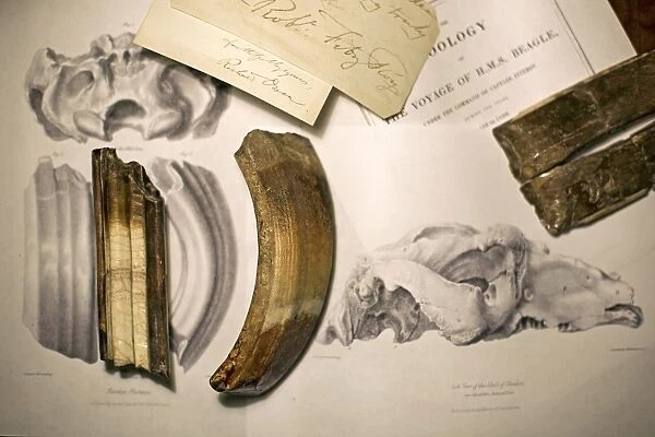 1838 Toxodon teeth & figs. from Darwin c 1838 Toxodon teeth & figs. from Darwin c