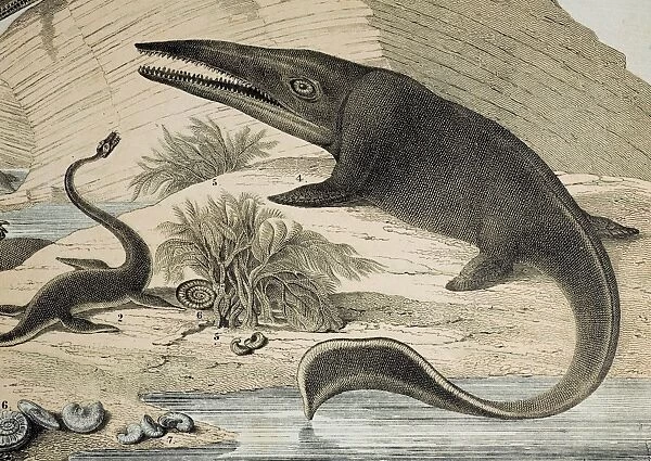 1862 Hawkins Icthyosaur & Plesiosaur. 1862 Hawkins Icthyosaur & Plesiosaur