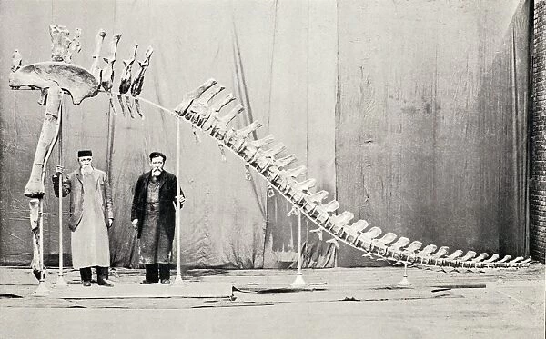 1905 Sauropod dinosaur Cetiosaurus leedsi
