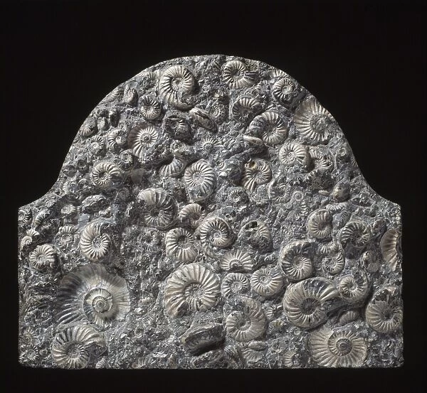 Ammonite memorial stone C013  /  6642