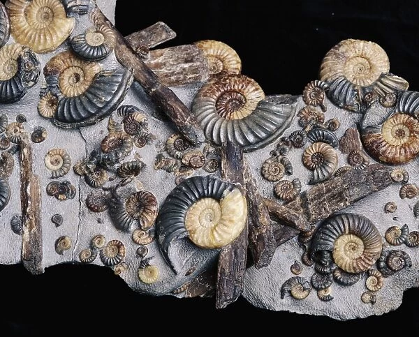 Ammonites. Assortment of small and large ammonites clustered around pieces of wood