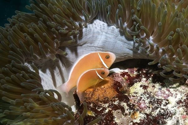 Anemonefish spawning eggs