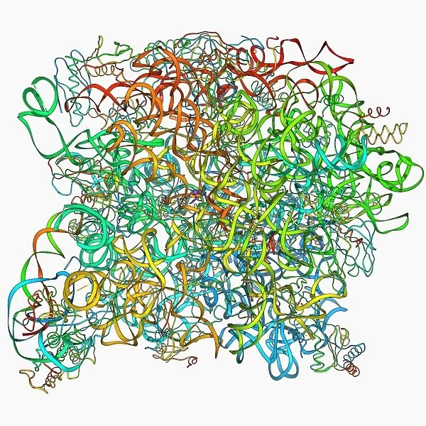 Archaeon ribosome, molecular model F006  /  9328