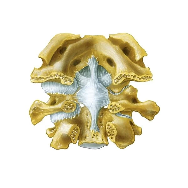 Atlanto-occipital joint, artwork C016  /  6554