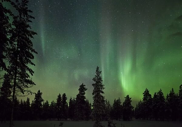 Auroral display over trees C016  /  5815