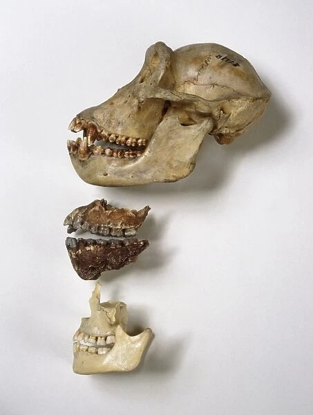 Australopithecus afarensis jaw comparison