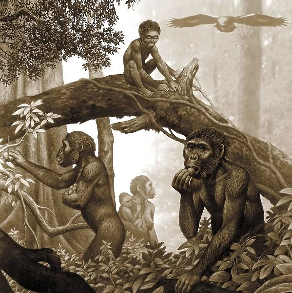 Australopithecus africanus, artwork C013  /  9570