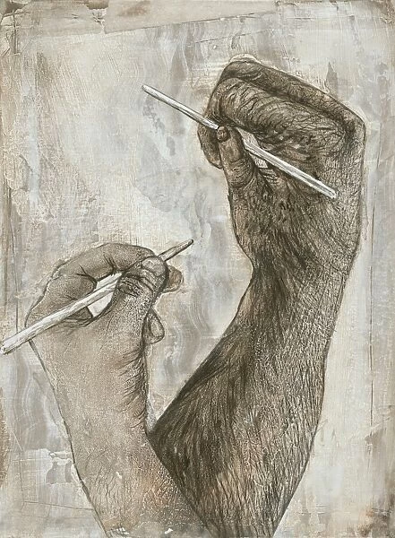 Australopithecus and chimpanzee hands