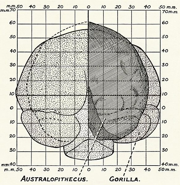 Australopithecus and gorilla brains
