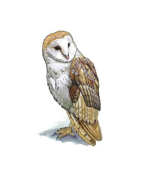 Barn owl, artwork C016  /  3233